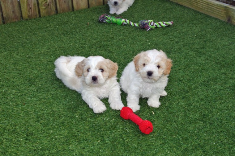 Cavachon Puppies Available Image eClassifieds4u