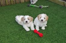 Cavachon Puppies Available Image eClassifieds4u 3
