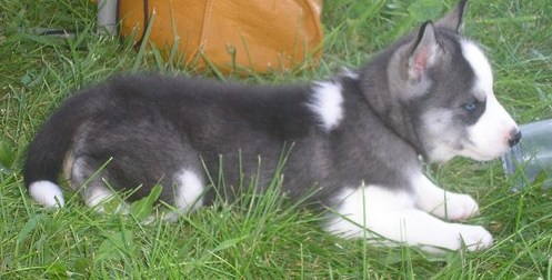 Purebred super adorable Husky puppies Image eClassifieds4u