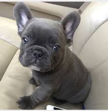 Well Trained French Bulldogs puppies Image eClassifieds4u