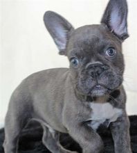 Healthy and French Bulldog Puppies