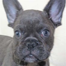 Two adorable 12 week old French Bulldog puppies