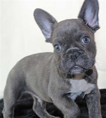 Adventurous and Clever French Bulldog puppies for Free Image eClassifieds4u
