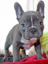 MAGNIFICENT French Bulldog PUPPIES FOR SALE $300 Image eClassifieds4u 1