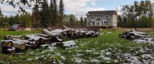 Black Spruce Tree Cutting & Removal Image eClassifieds4u 2
