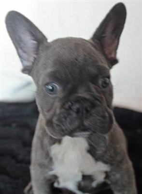 Two adorable 12 week old French Bulldog puppies Image eClassifieds4u
