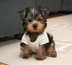 (FREE)Teacup YORKIE Puppies for Adoption into Good homes Only Image eClassifieds4u