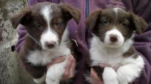 ╬╬ Registered ☮ Ckc ☮ Male ☮ Female ☮ Border Collie ☮ Puppies ╬╬
