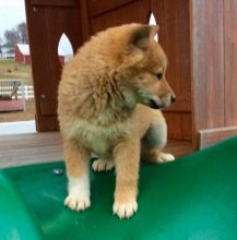 Adorable registered Shiba Inu puppies text (205) 740-9695