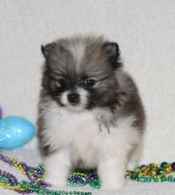 Affectionate Teacup Pomeranian Available text (205) 740-9695