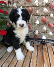 AKC quality Bernedoodle Puppy for free adoption!!!