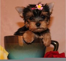 Angelic Teacup Yorkie Puppies. TEXT (205) 740-9695