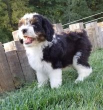 Aussiedoodle Puppies for free