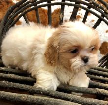 Beautiful Imperial Shih Tzu Puppies for Adoption. Text (205) 740-9695