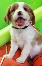 Cavalier King Charles Puppies. Text (205) 740-9695