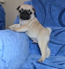 Friendly and well behaved white pug for free