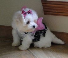 Healthy Male and Female Maltese puppies text (205) 740-9695