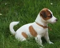 Jack Russell Terrier puppies available. Call or text us @(574) 216-3805