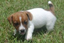 Magnificent Jack Russell. text (205) 740-9695