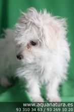 Male and female Maltese puppies