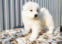 Nice and Healthy Samoyed Puppies Available