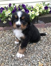 Outstanding Bernese Mountain Puppies