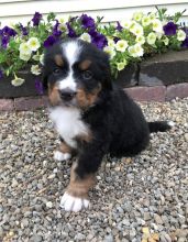 Outstanding Bernese Mountain Puppies. Text (205) 740-9695