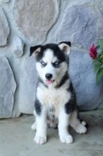 Pomsky Puppies