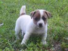Pure-bred Jack Russell Terrier