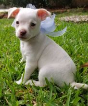Two Chihuahua Puppies For Re-homing text (205) 740-9695