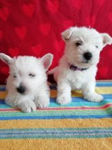 West Highland White Terrier Puppies