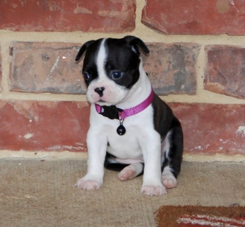 Beautiful Black brindle and white Boston Terrier Puppies Image eClassifieds4u