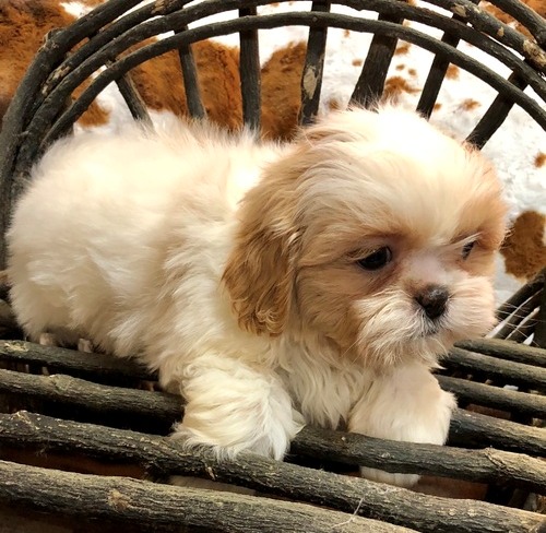 Beautiful Imperial Shih Tzu Puppies for Adoption Image eClassifieds4u