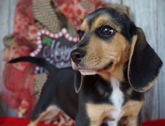 Charming Beagle Puppy for Adoption Image eClassifieds4u