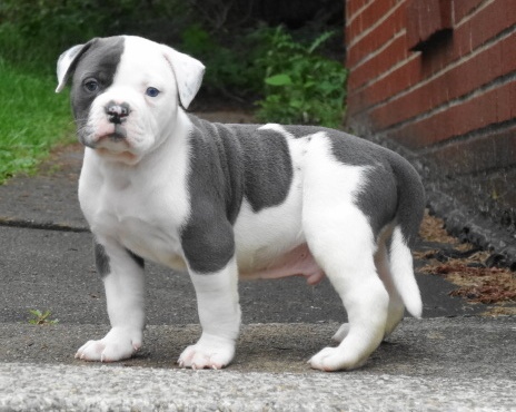 Gorgeous American Bulldog Puppies Image eClassifieds4u