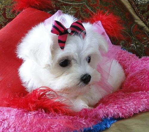 Healthy Male and Female Maltese puppies. Text (205) 740-9695 Image eClassifieds4u