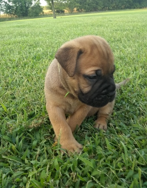 Lovely AKC Bullmastiff Puppies for adoption. Text (205) 740-9695 Image eClassifieds4u