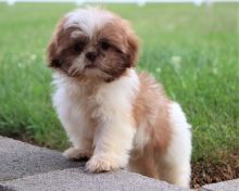 Shih Tzu Puppies for Re-homing text (205) 740-9695 Image eClassifieds4u 1