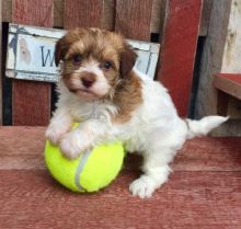 Pure Bred Full Pedigree Havanese Pups Image eClassifieds4U