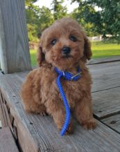 Magnificent tiny Poodle puppies for rehoming. Text (205) 740-9695 Image eClassifieds4U