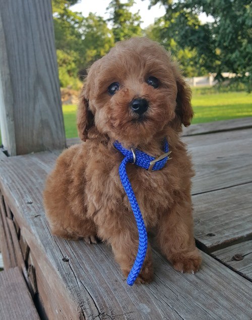 Magnificent tiny Poodle puppies for rehoming. Text (205) 740-9695 Image eClassifieds4u