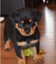 11 weeks old Rottweiler Puppies for Adoption