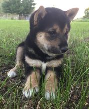 Adorable registered Shiba Inu puppies