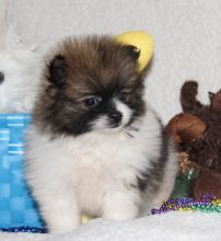 Affectionate Teacup Pomeranian Available