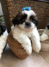 Beautiful Imperial Shih Tzu Puppies for Adoption