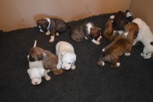 Boxer Puppies Available : Call or Text : 470-729-0284