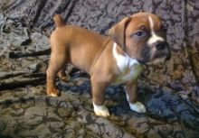 Good Looking Boxer Puppies for adoption