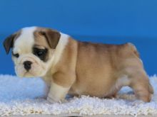 Home Trained English Bulldog Puppies Available