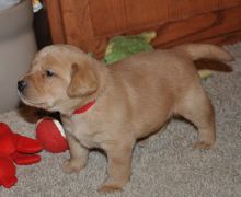 Home Trained Labrador Retriever Puppies