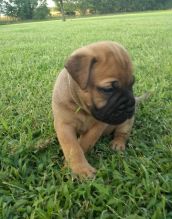 Lovely AKC Bullmastiff Puppies for free